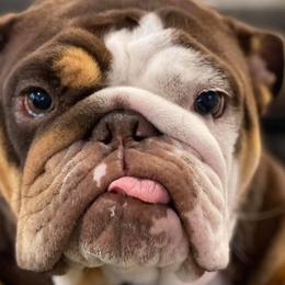 Bulldogs from Invinceabulls