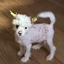 Calvin - Apricot male Chinese Crested puppy in New Windsor, Maryland from Ambush Kennel