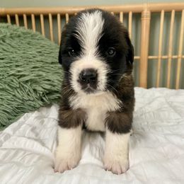 Boy 5 - Mahogany and white Saint Bernard puppy in Albany, Georgia from Magnolia Saint Bernards