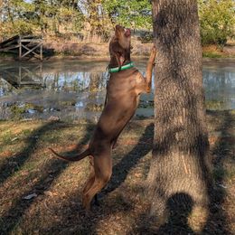 Rougar - Catahoula Leopard Dog