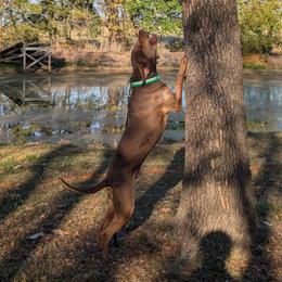 Rougar - Catahoula Leopard Dog