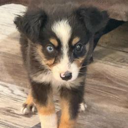 Tate - Black tri male Toy Australian Shepherd puppy in Ambrose, Georgia from Brandilyn's Aussies