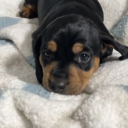 Dachshund Puppies from Dachshund world