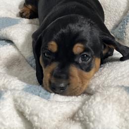 Dachshund Puppies from Dachshund world