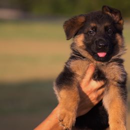 Boy 1 - German Shepherd puppy from Sam's Highest Quality Shepherds