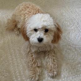 Magnolia - female Cavapoochon puppy in Morris, Pennsylvania from Heartland Puppies