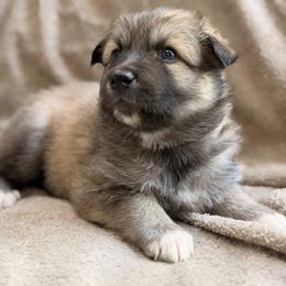 Cinnoman - female Nenets Herding Laika puppy in Rockville, Maryland from Skais the Limit