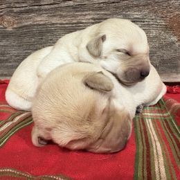 Second Pick of Female Pups - Yellow female Labrador Retriever puppy in Freeport, Illinois from Rock Hollow Retrievers