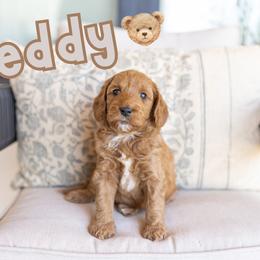 Teddy - Red male Australian Labradoodle puppy in Ardmore, Oklahoma from Mop Top Doodle Co.