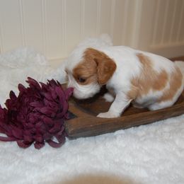 Australian Shepherd, Cavalier King Charles Spaniel, and Cavapoo Puppies from Dogwood & Sassafras Companions