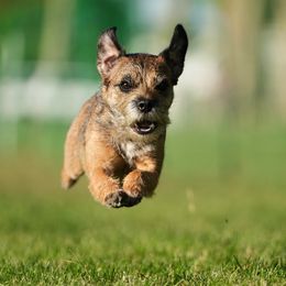 Border Terrier All Grown Up from Wendi Donaldson