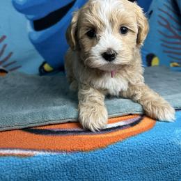 Girl 2 pink - Apricot female Maltipoo puppy in Clover, South Carolina from Cudi’s Buddies