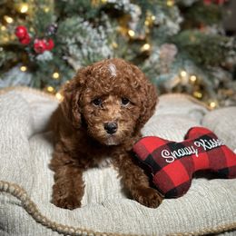 Cockapoo and Poodle Puppies from Rawls Lovely Little Tots