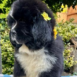 Ms. Yellow (Emma) - Black female Newfoundland puppy in Marysville, Washington from Black Lions Newfoundlands
