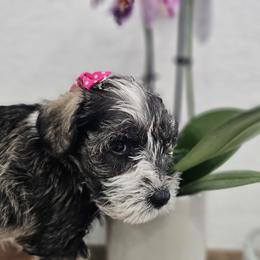 Athena - Parti female Miniature Schnauzer puppy in Las Vegas, Nevada from Knock & Bark