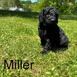 Miller - Black male Labradoodle puppy in Constableville, New York from Zehr’s Labradoodles & Bernedoodles