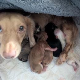 3 - Autumn Winds - Cream female Dachshund puppy in Central Point, Oregon from MRS Long Dog Ranch