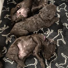 Boykin Spaniel Puppies from Drakes Creek Boykins LLC