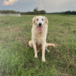 Dwight - Old Time Scotch Collie