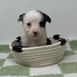 Elsa - Black and tan female Pembroke Welsh Corgi puppy in Waco, Texas from The Comma Corgis
