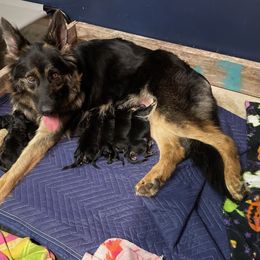 Jane - German Shepherd