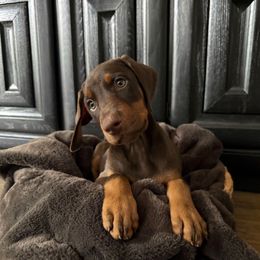 Brandy - Red and rust female Doberman Pinscher puppy in Brookfield, Wisconsin from Haus of Hound
