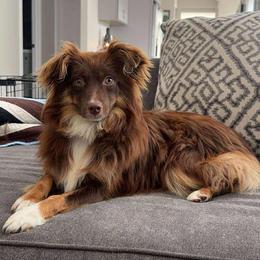 Roo - Miniature Australian Shepherd