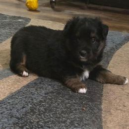 Jabba the Hut - Black tri male Miniature American Shepherd puppy in Vancouver, Washington from BonDrew's Miniature American Shepherds
