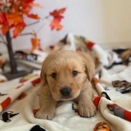 Green Color Boy - Golden male Golden Retriever puppy in Loma Rica, California from BloomingPuppies