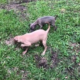 Italian Greyhound and Pekingese Puppies from Oremor's