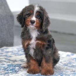 Silver - Blue merle male Bernedoodle puppy in Dundee, Ohio from Down Home Doodle