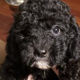 Goldendoodles from Lesher Goodwin Goldendoodles