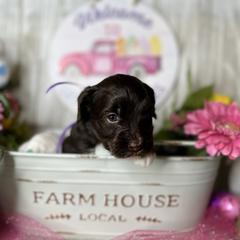 Assorted Doodle Crosses, Australian Labradoodle, Cavachon, and Cavapoo Puppies from Bark & Bramble Cavapoochons