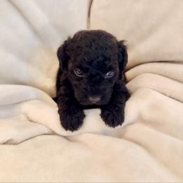Mary - Parti female Labradoodle puppy in Bruceton Mills, West Virginia from Adonai Ra'ah Farms