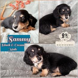 Sammy - Black and cream male Dachshund puppy in Meadville, Pennsylvania from Four Seasons Dachshunds