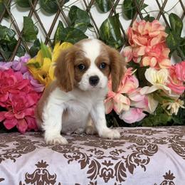 Cody - Blenheim male Cavalier King Charles Spaniel puppy in Hollywood, Florida from World Class Cavaliers
