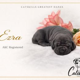 Ezra - Blue female Great Dane puppy in Liberty, New York from Catskills Greatest Danes