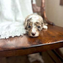 XOXO - male Australian Mountain Doodle puppy in Iowa from Burkhart Family Puppies