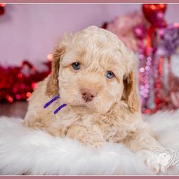 Cady - Red female Cockapoo puppy in Connersville, Indiana from Deaz Doodle Ranch