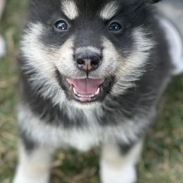 Pomskies from Majestic Pomsky
