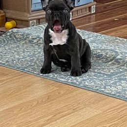 French Bulldog All Grown Up from Great Northwoods Frenchies
