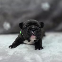Green boy - Brindle male French Bulldog puppy in Polk City, Florida from Best Friend Frenchies, LLC