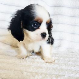Sol - Tri-color male Cavalier King Charles Spaniel puppy in Wilburton, Oklahoma from My Kids Kennel