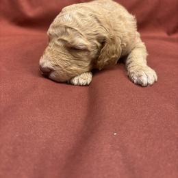 Honey - Gold female Bordoodle puppy in Indianapolis, Indiana from Indiana Bordoodles