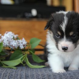 Kelsier - Black and tan Pembroke Welsh Corgi puppy in Fair Grove, Missouri from Cross D Ranch Corgis