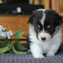 Kelsier - Black and tan Pembroke Welsh Corgi puppy in Fair Grove, Missouri from Cross D Ranch Corgis