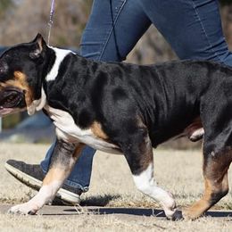 American Bullies from B&B Kennel