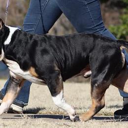 American Bullies from B&B Kennel