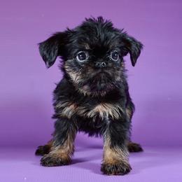 Green Collar and Orange - Black and tan male Brussels Griffon puppy in Florida from Robin’s Griffons