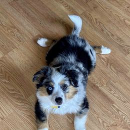 Toy Australian Shepherd Puppies from MN Pomme De Terre Aussies